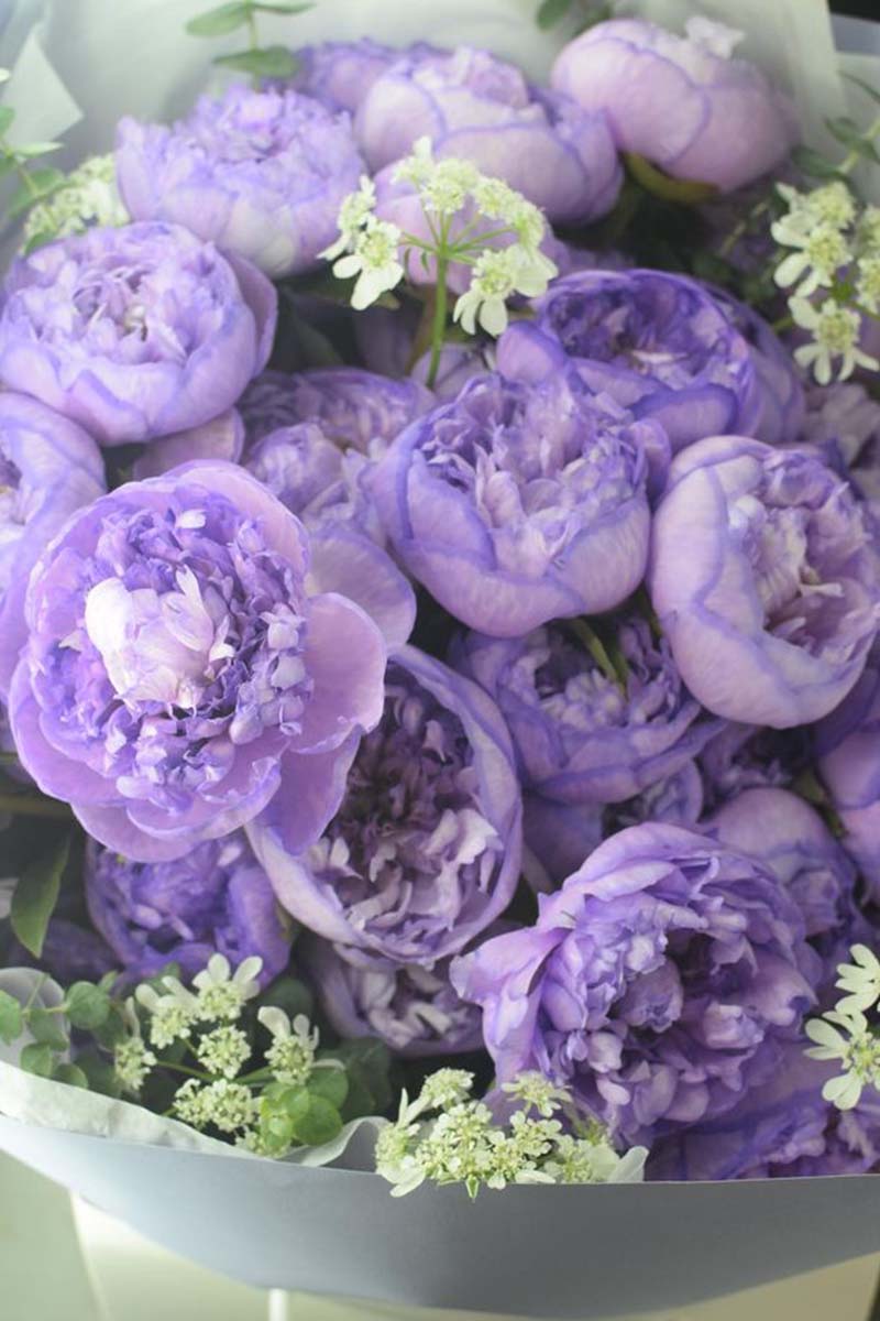Peonies
