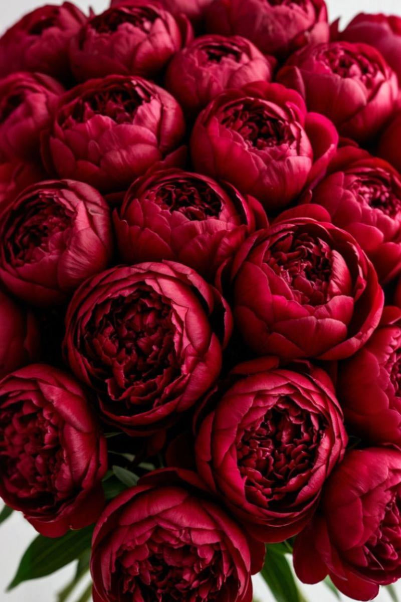 Peony